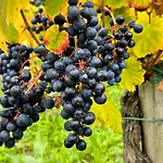 La Du Vignoble L'homme Cheval Bed & Breakfast Anglade