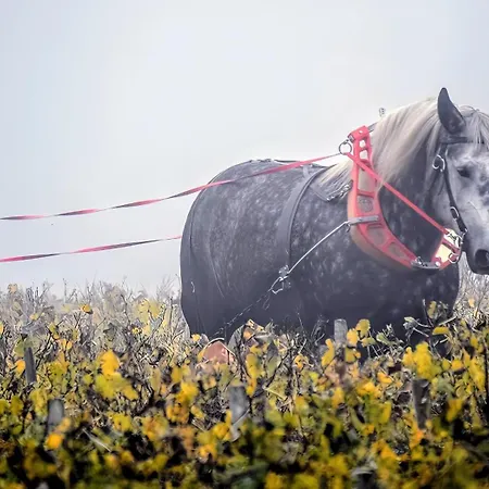Bed and breakfast La Du Vignoble L'homme Cheval Anglade