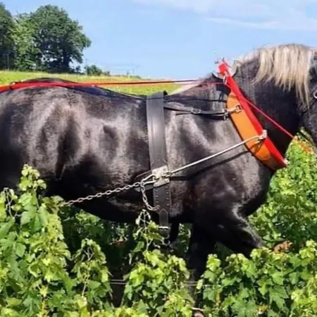 La Du Vignoble L'homme Cheval