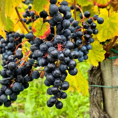 La Du Vignoble L'homme Cheval לינה וארוחת בוקר Anglade
